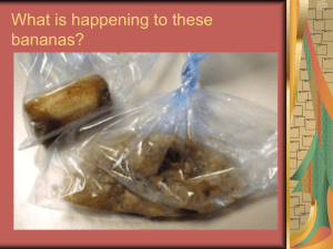 Producers, Consumers, Decomposers: Roles in Ecosystems