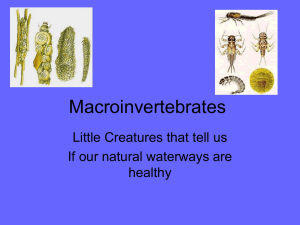 MacroInvertebrate PPT/quiz