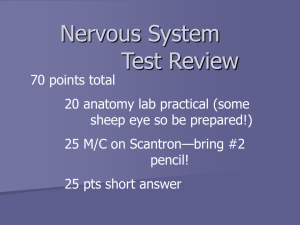 Nervous System Test Review: Anatomy, Brain, Senses, Disorders