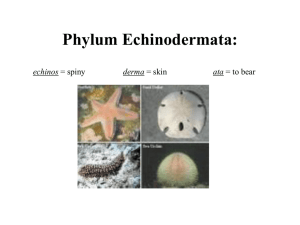 Phylum Echinodermata