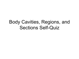 Anatomy Self-Quiz: Body Cavities, Regions, Sections