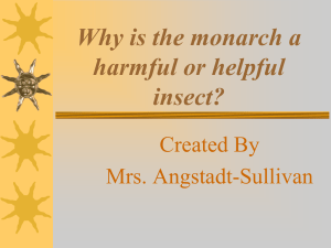 Monarch Butterfly Harmful or Helpful?