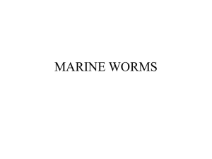 MARINE WORMS - G. Holmes Braddock