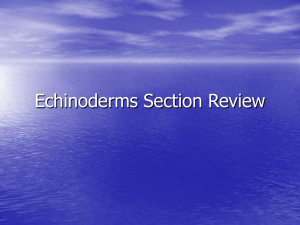 Echinoderms Section Review