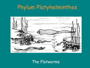 Platyhelminthes: Flatworm Biology & Adaptations