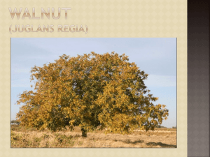 Diófa (juglans regia)