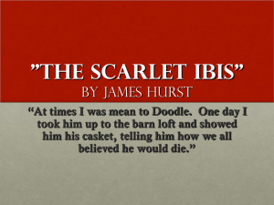 The Scarlet Ibis: Symbolism, Characters, and Summary