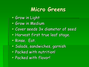 Micro Greens