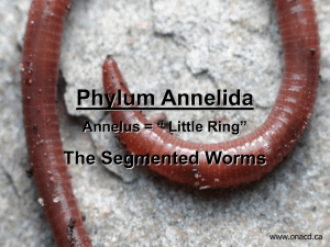 Phylum Annelida