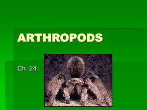 Arthropods & Insects: Characteristics, Examples, Dissection