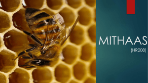 MITHASS - Hans Raj College