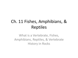 Ch. 11 Fishes, Amphibians, & Reptiles