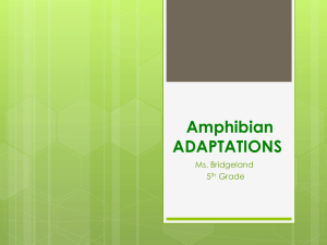 Amphibian ADAPTATIONS
