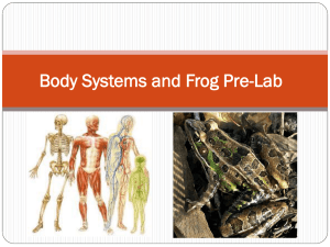 Frog Anatomy & Body Systems: Pre-Lab Presentation