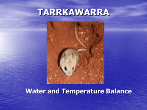 Tarrkawarra