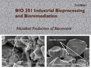 02-31078061 Biocementation