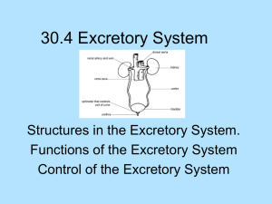 Excretory System: Structures, Functions, and Control