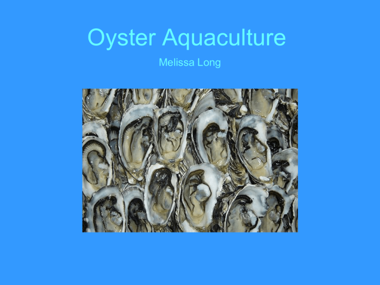 Oyster Aquaculture