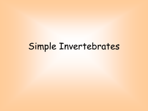 Simple Invertebrates