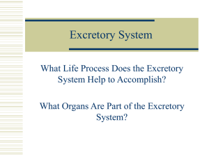 Excretory System