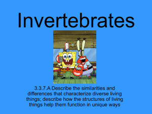 Invertebrates