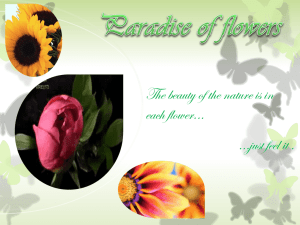 Paradise of flowers School corner or botanical garden?
