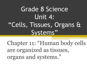 8 Unit 4 NEW Chapter 11