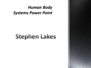 Human Body Systems: Functions & Key Structures
