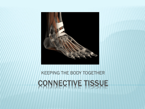 Connective Tissue: Types, Functions & Characteristics
