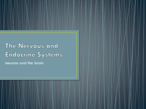The Nervous System - Canton Local Schools