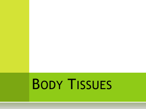 Body Tissues - lewisbiology