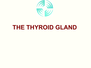 THE THYROID GLAND