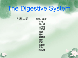 The Digestive System