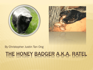 The honey badger a.k.a. ratel - ECS Junior High Science Class