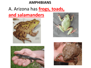 Arizona Amphibians: Biology, Life Cycle & Conservation