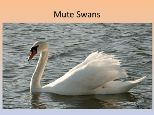Dealing with Wildlife in the PLX