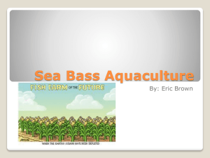 Sea Bass Aquaculture