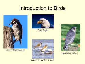 Bird Notes