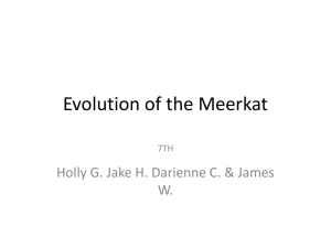 Meerkat Evolution: Adaptations, Ancestry, and Niche