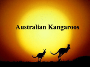 Australian Kangaroos