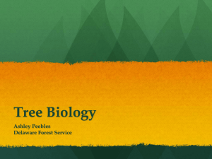 Tree Biology - delawaretrees.com