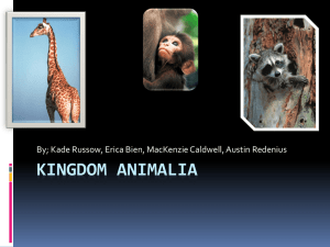 animals