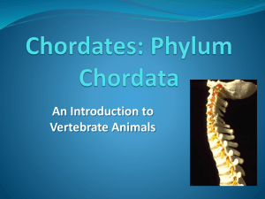 Chordates Notes