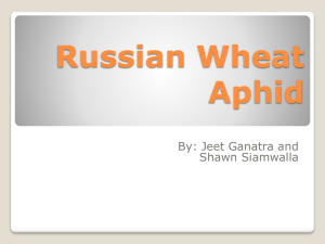 Russian Wheat Aphid