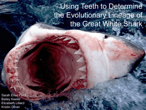 Evolutionary Lineage of Great White Shark