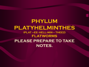PHYLUM PLATYHELMINTHES (PLAT –EE- HELL