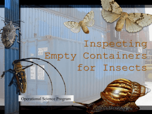 Asian Gypsy Moth