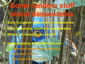 Cassowaries in the New Guinea rainforests