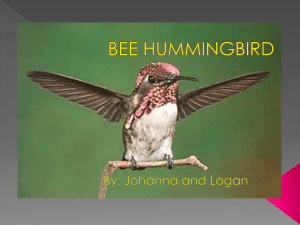 BEE HUMMINGBIRD