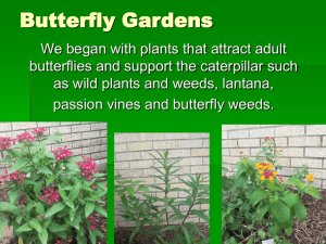 Butterfly Away